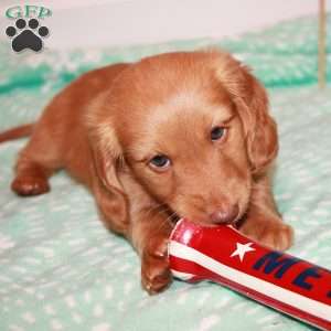 Steve Rogers, Dachshund Puppy